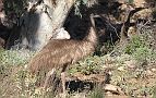03-Interesting wildlife in Brachina Gorge